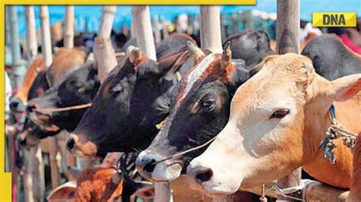 
Cattle smuggling scam: PIL filed in Calcutta HC against parallel probe by CID 