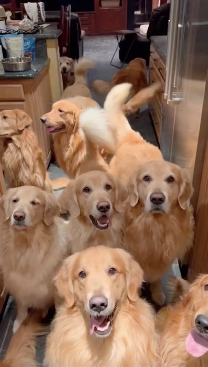 
#news ‘Liberal vigilantes’ Park Slope residents patrolling Brooklyn after man killed a Golden Retriever #WorldNews 