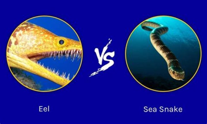 
Who Is Eel Pit TikTok? American Eel Viral Video Explained 